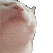 catjam